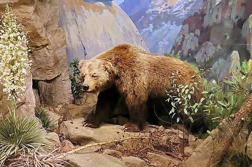 California Grizzly Bear, California state animal
