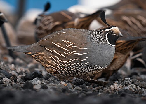 California Quail, California state bird