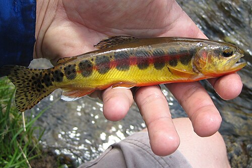 Golden Trout, California state fish