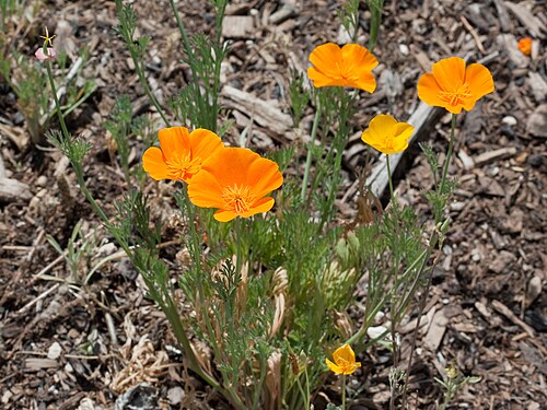 California Poppy, California state flower