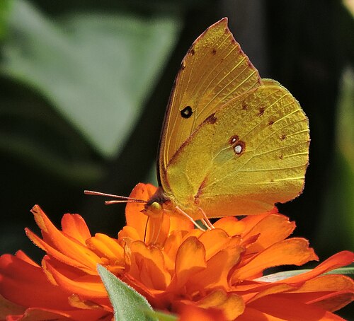 Dogface Butterfly, California state insect