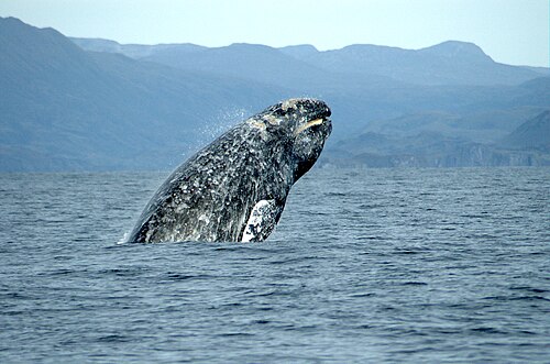 Gray Whale, California marine mammal