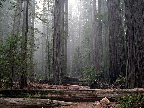 California Redwood, California state tree