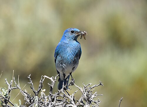 Mountain Bluebird, Idaho state bird