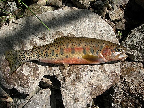 Cutthroat Trout, Idaho state fish