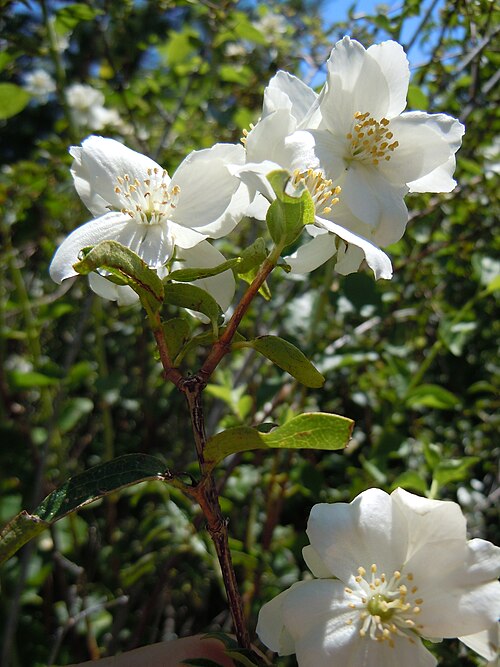 Syringa, Idaho state flower