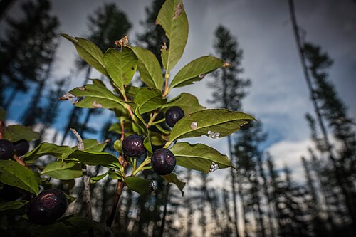 Huckleberry, Idaho state fruit