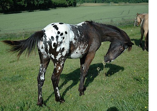 Appaloosa, Idaho state horse