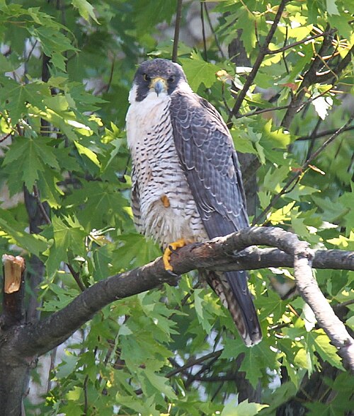 Peregrine Falcon, Idaho state raptor