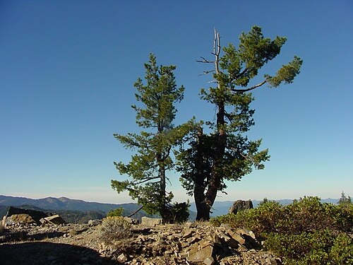 Western White Pine, Idaho state tree