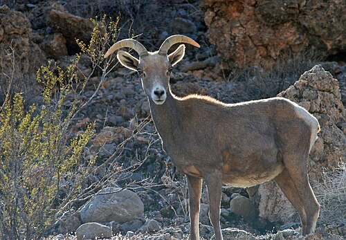 Desert Bighorn Sheep, Nevada state animal