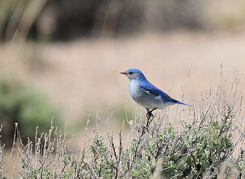 Mountain Bluebird, Nevada state bird