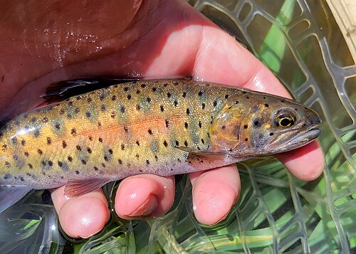 Lahontan Cutthroat Trout, Nevada state fish
