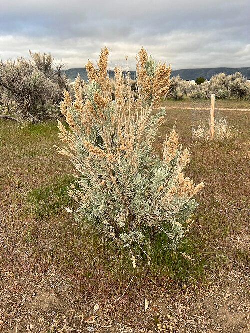 Sagebrush, Nevada state flower