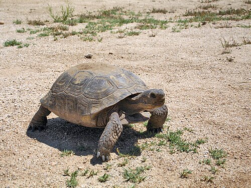 Desert Tortoise, Nevada state reptile