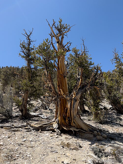 Bristlecone Pine, Nevada state tree