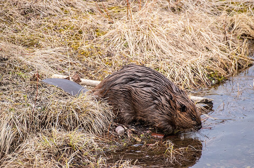 American Beaver, Oregon state animal