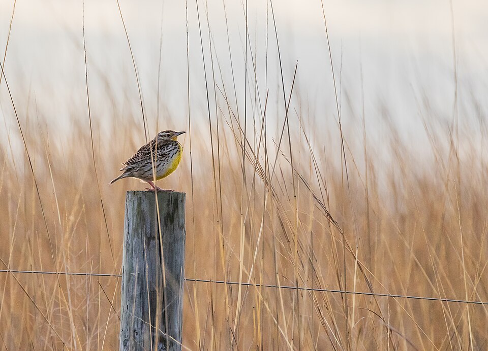 Western Meadowlark, Oregon state bird