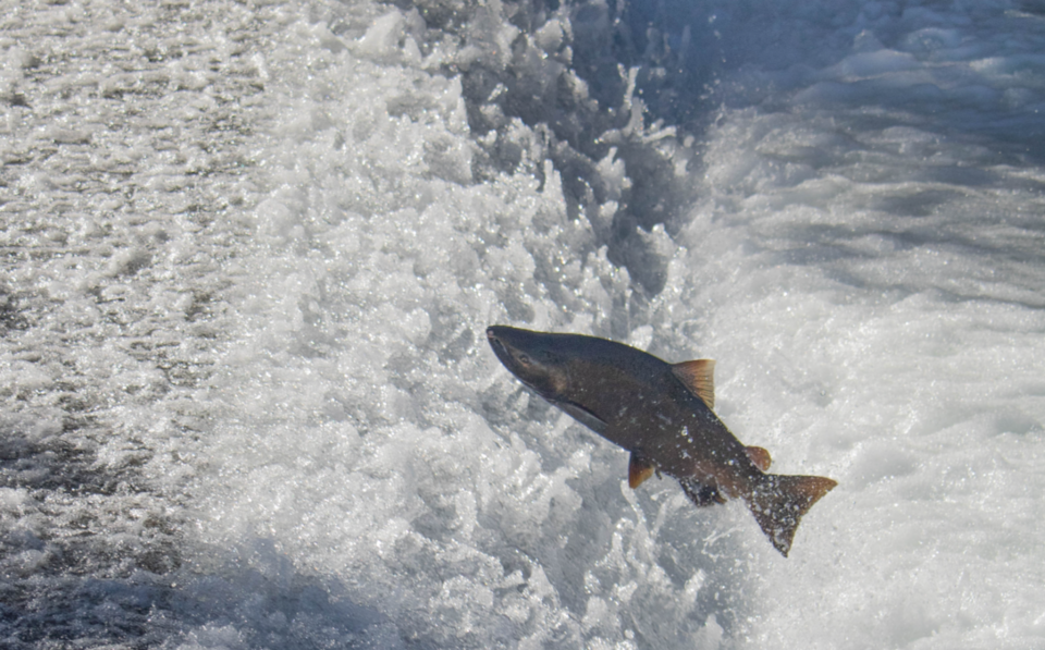 Chinook Salmon, Oregon state fish