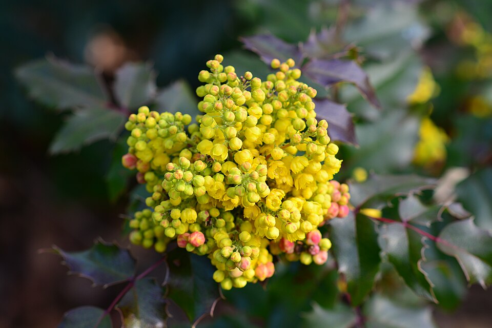 Oregon Grape, Oregon state flower