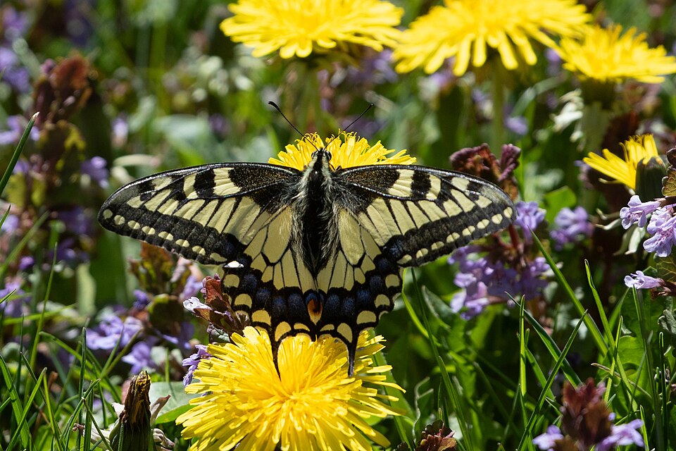 Oregon Swallowtail, Oregon state insect