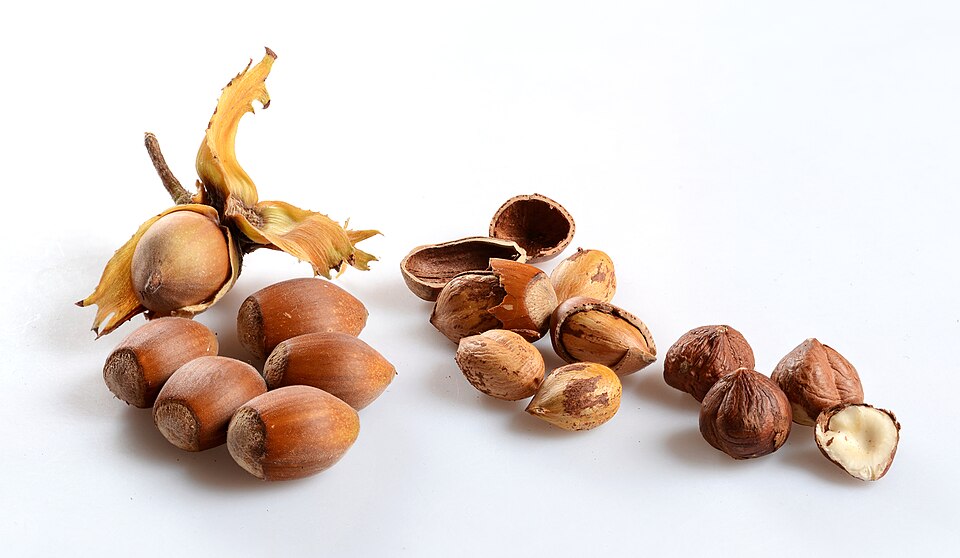 Hazelnut, Oregon state nut
