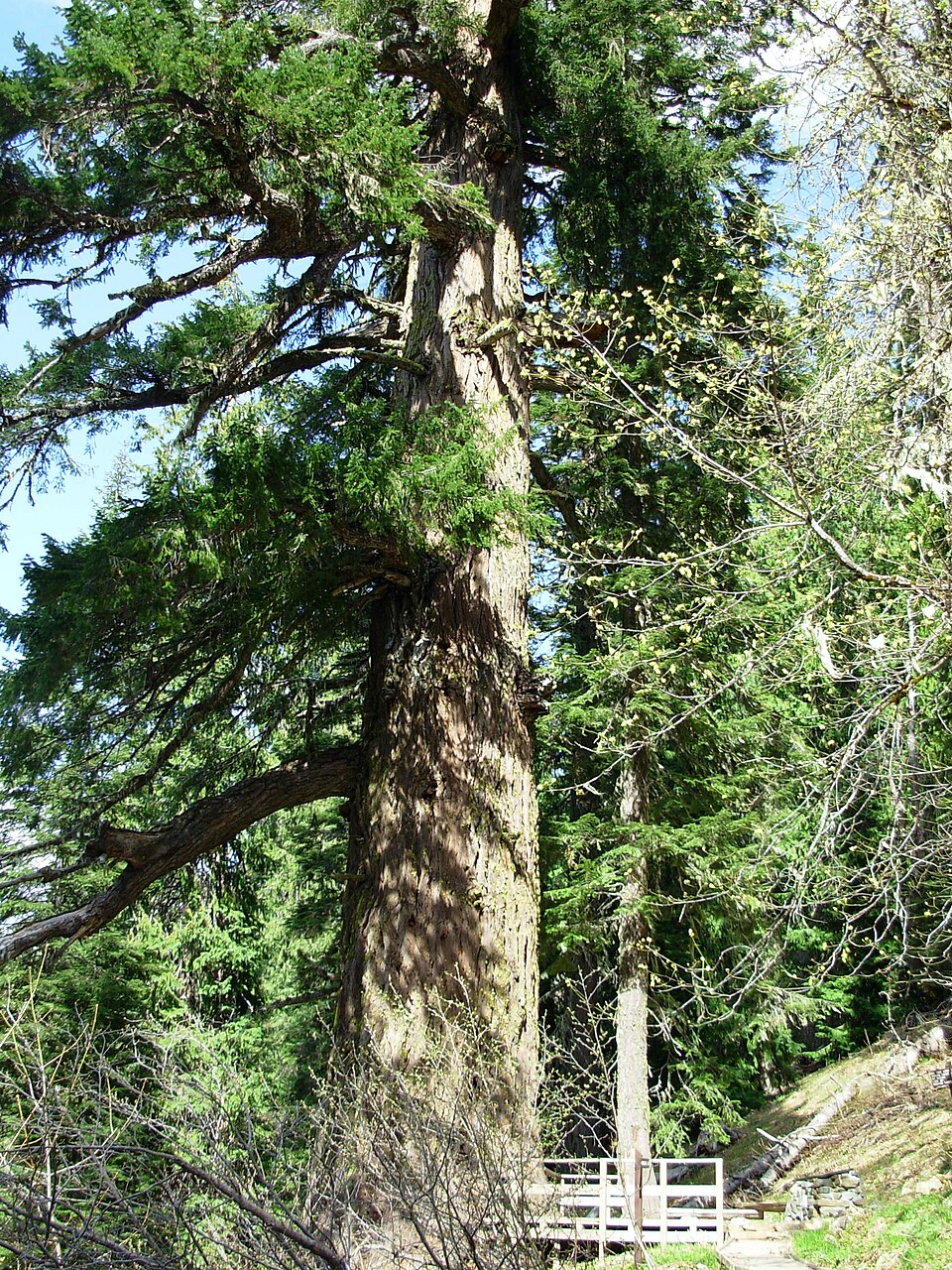Douglas Fir, Oregon state tree