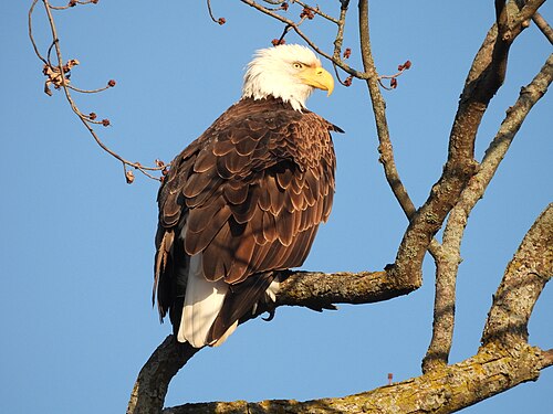 Bald eagle, national bird of the United States
