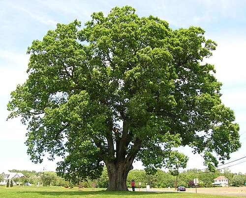 Oak tree, national tree of the United States