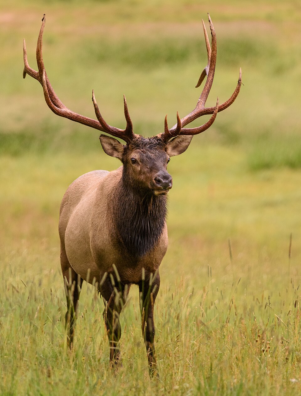 Rocky Mountain Elk, Utah state animal