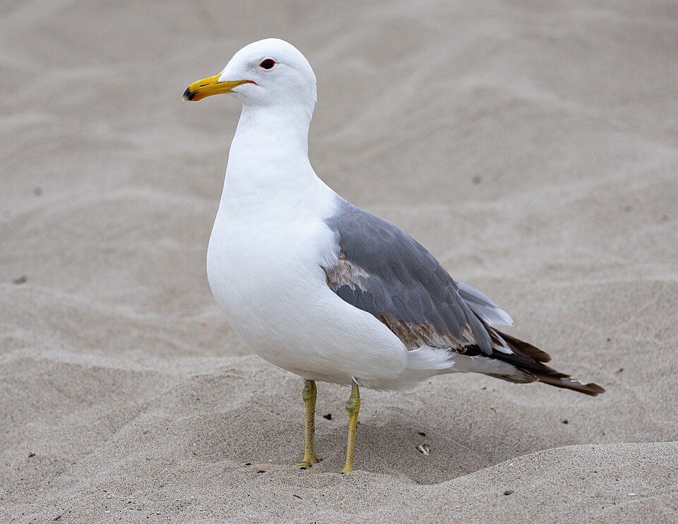 California Gull, Utah state bird