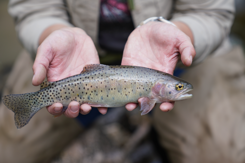 Bonneville Cutthroat Trout, Utah state fish