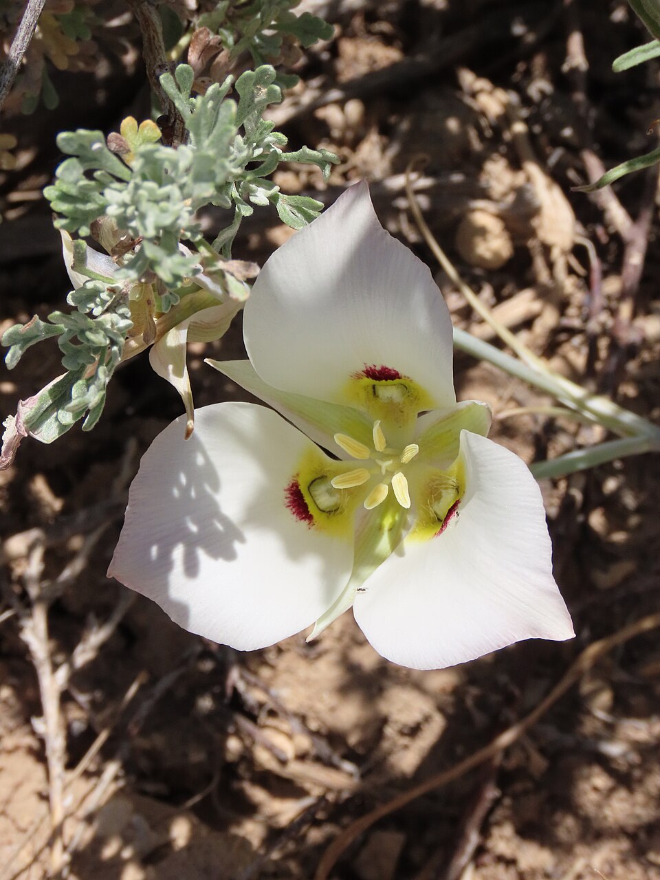 Sego Lily, Utah state flower