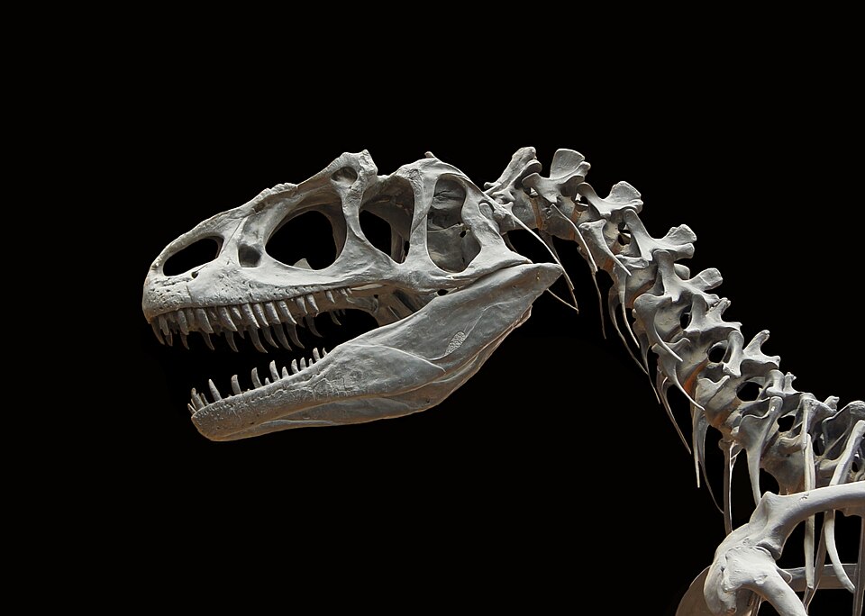 Allosaurus, Utah state fossil