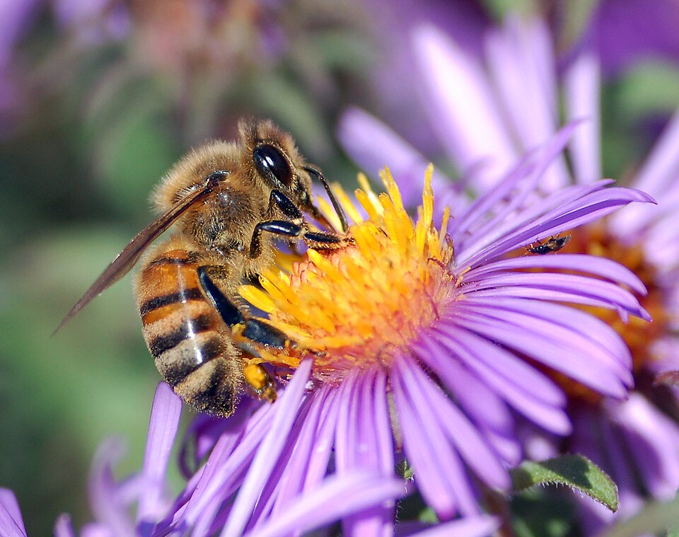 Honey Bee, Utah state insect