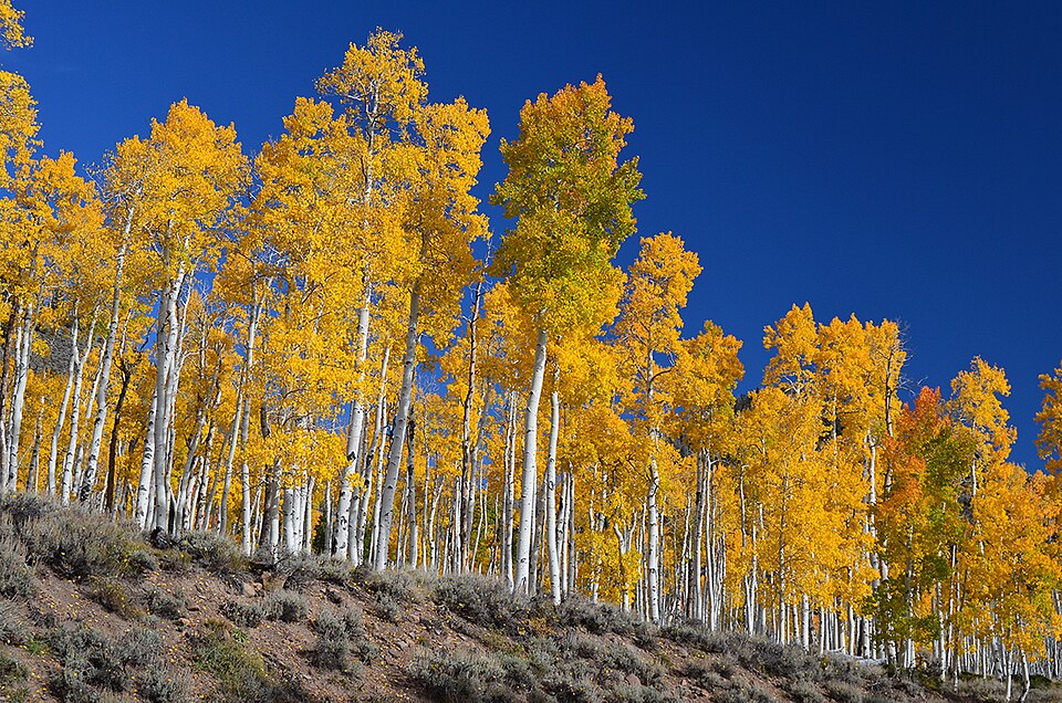 Quaking Aspen, Utah state tree